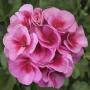 Geranium Americana Mega Rose Splash