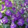 Angelonia Angelface Blue Angelonia Angelface Blue