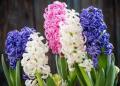 Hyacinth Mix Blue Pink White Pearl