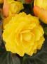 Begonia I'Conia Yellow