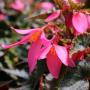 Begonia Mistral Pink