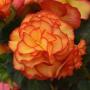 Begonia Nonstop Sunset