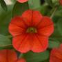  Calibrachoa Neo Deep Orange