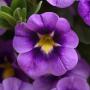 Calibrachoa Bumble Bee Blue