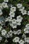 Calibrachoa MiniFamous White