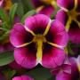 Calibrachoa Neo Pink Hawaii