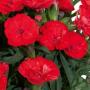 Carnation Carmen Red