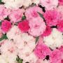 Carnation I Love U Rose Pink