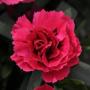 Carnation Oscar Cherry + Velvet 