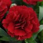 Carnation Oscar Dark Red