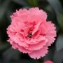 Carnation Oscar Pink