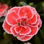 Carnation Oscar Salmon + White