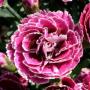  Carnation Supertrouper Magenta + White