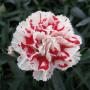 Carnation Supertrouper Red + White
