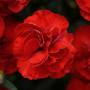 Carnation Supertrouper Scarlet
