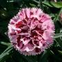 Carnation Supertrouper Velvet + White