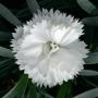 Carnation Supertrouper White