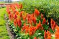 Celosia Kelos Fire Orange