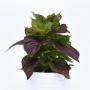 Celosia Sol Gekko Green