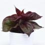 Celosia Sol Lizzard Leaf