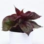  Celosia Sol Lizzard Leaf