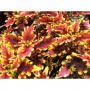 Coleus Stained Glassworks Golden Gate