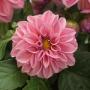 Dahlia Dahlietta Emily Light Pink