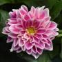 Dahlia Dahlietta Louise Rose & Pink Bicolor