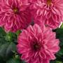 Dahlia Dahlinova Lisa Dark Pink