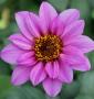 Dahlia Temptation Lavender