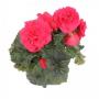 Begonia Nonstop Deep Rose