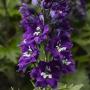 Delphinium Delphina dark blue with white bee