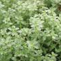Thyme Variegated Lemon 