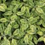 Salvia Icterina Variegated Sage