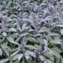 Salvia Purple Sage