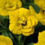 Calibrachoa Neo Double Deep Yellow