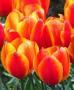 Tulip Flair Orange Yellow Bicolor