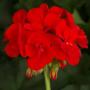 Geranium Americana Bright Red