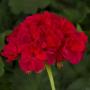  Geranium Americana Cherry Rose