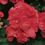 Geranium Americana Coral