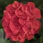 Geranium Americana Red