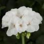  Geranium Americana White