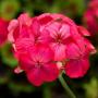 Geranium Exotica Coral Sunrise