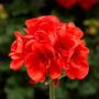 Geranium Moxie Orange