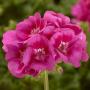  Geranium Moxie Rose Mega Splash