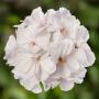 Geranium Moxie White