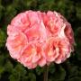 Geranium Rosalie Antique Salmon