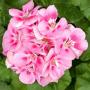 Geranium Tango Light Pink