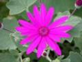 Cineraria Senetti Magenta