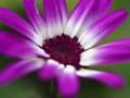 Cineraria Senetti Magenta Bicolor